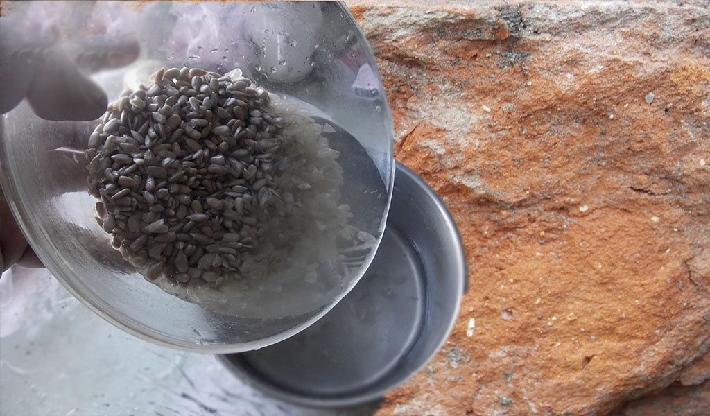 Настаиваем в течение нескольких часов семечки в кипяченой теплой воде, а затем сливаем воду и промываем.