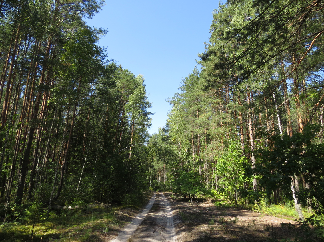 Брянские леса фото. Брянский лес. Брянск лес. Лес Брянский лес г.Брянск. Еловый лес Брянск.