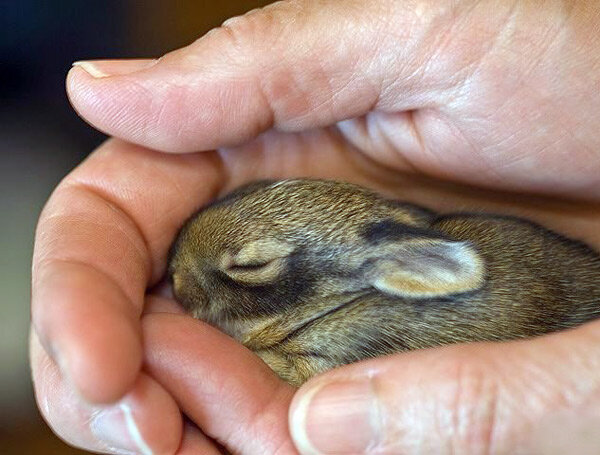 Крольчонок опушился. Фото с https://krolik.okis.ru/