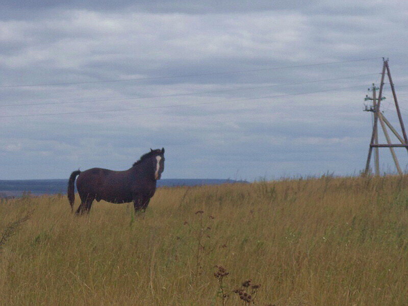Конь великан