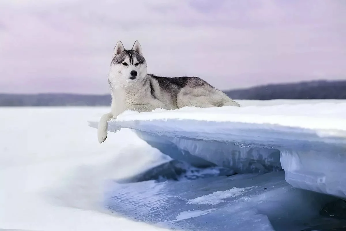 Изображение взято с портала yandex.ru/images.