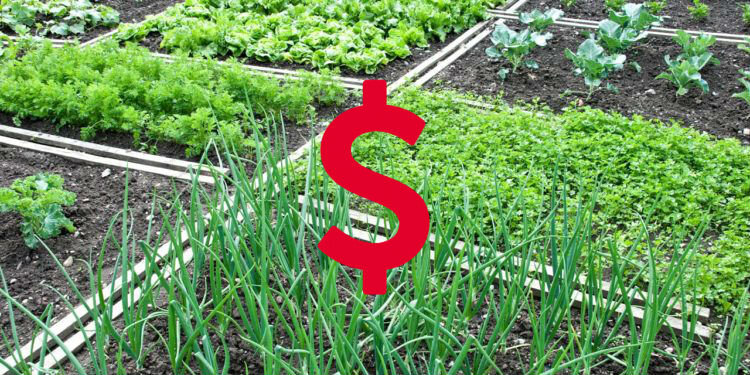 На своём огороде можно заработать неплохие деньги!