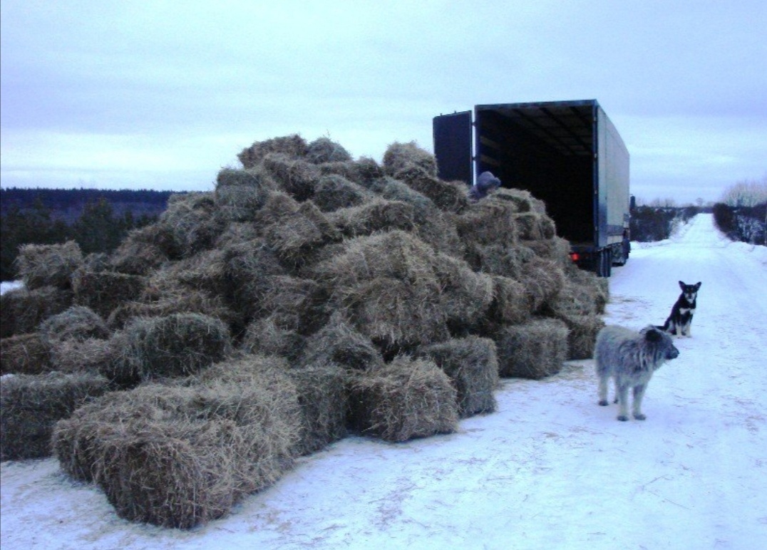 Сено в кипах