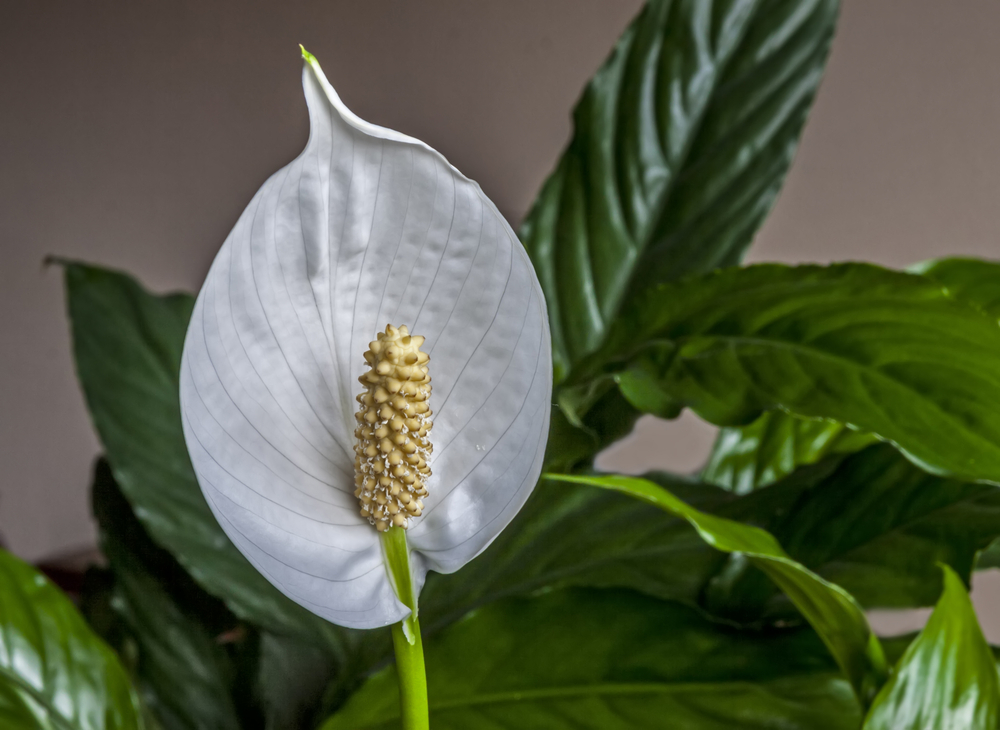 Женское счастье фото. Спатифиллум монтанум. Spathiphyllum wallisii Regel спатифиллум Уоллиса. Спатифиллум обильноцветущий латынь. Spathiphyllum blandum Black Beauty.