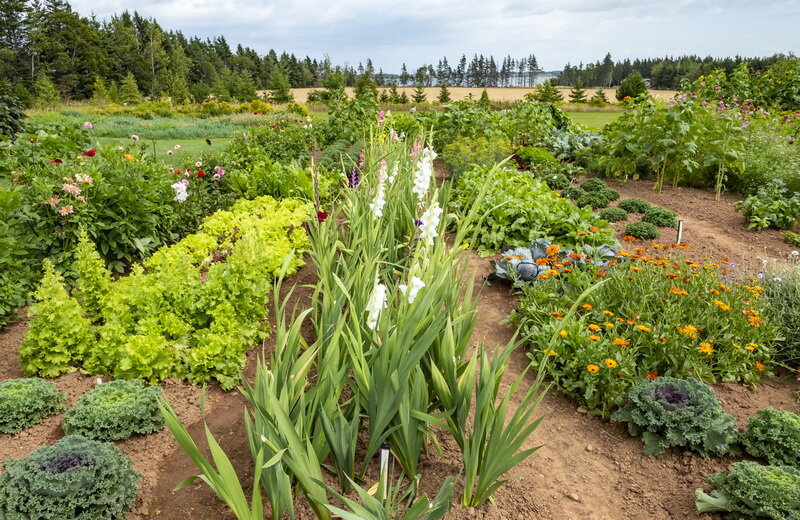 Гладиолусы. Иллюстрация для статьи используется по стандартной лицензии ©dachnyedela.ru