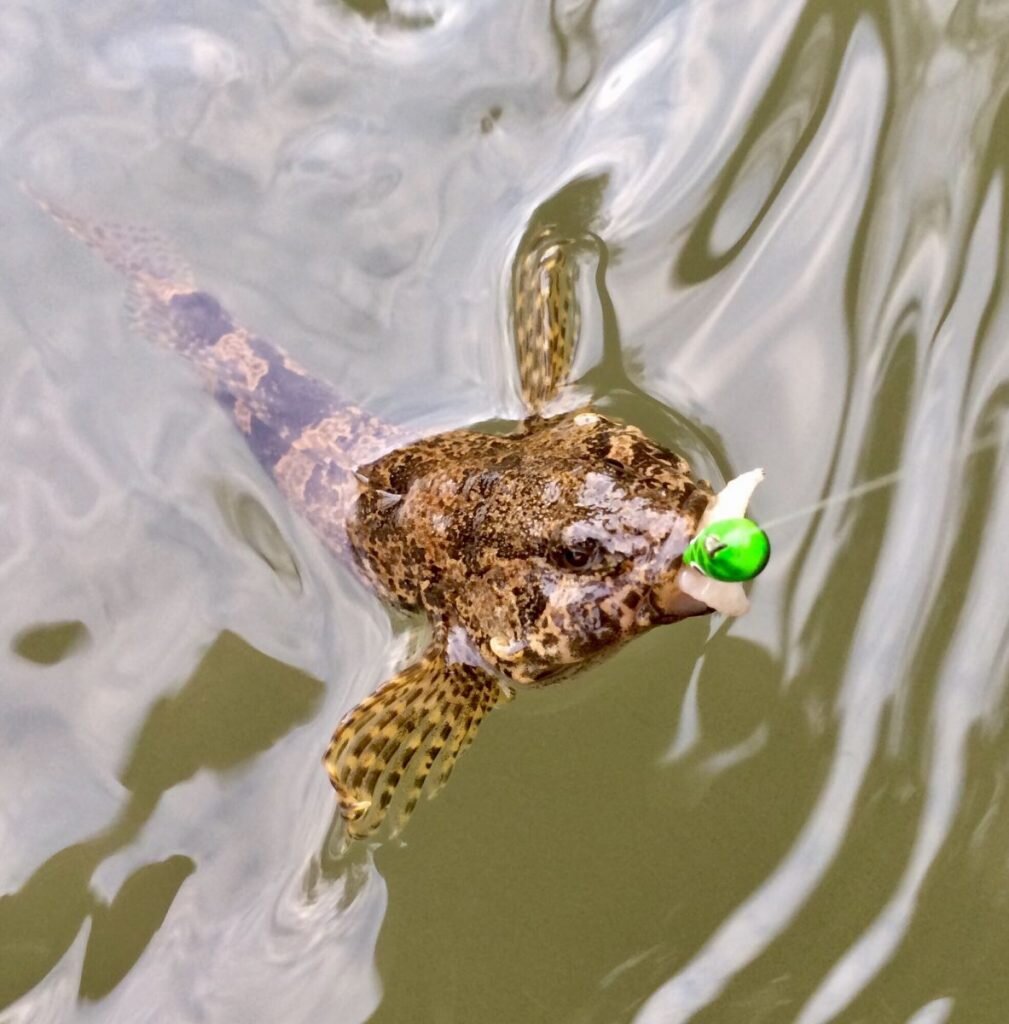 Ловля рыбы давно перестала быть только промыслом и является для многих просто увлекательным хобби. С этим связано немало интересных фактов. 
Рыбалка в центральной Африке. Ещё давно жители этого региона заметили рыбу именуемую протоптер. Данная рыба во времена засухи, спасается путём закапывания в ил, который ей сохраняет жизнь. Такую рыбу можно поймать без удочки, достаточно с помощью лопаты или других подручных средств, просто её откопать.
Дельфины. На южном побережье Бразилии рыбаки используют дельфинов наподобие гончих. Только в отличие от охоты ,загоняется рыба в сети. Дельфины, целеустремлённо пугая рыбу, направляют стаю прямо в сети рыболовов. Интересно это ещё и тем, что дельфинов никто не обучал такому виду помощи в рыбной ловле. Взамен рыбаки делятся уловом с дельфинами, тем самым поддерживая сотрудничество.
Довольно необычный способ ловли электрического угря, который обладает электрическим разрядом в 500 вольт, придумали жители берегов Амазонки. Стадо животных загоняется в реку, на них и тратит угорь весь свой заряд. Животные при этом не страдают, зато угорь становится совсем безопасным.
Ручной баклан или пеликан. Этот оригинальный способ ловли рыбы был придуман ещё древнекитайскими рыбаками. Рыболов, выплывая на лодке в центр водоёма, выпускал прирученных бакланов. Те в свою очередь, хватали всю рыбу, проплывающую мимо, и приносили хозяину. Самое интересное, у бакланов на шеи был поводок или кольцо, который не затруднял дыхание птицы, но мешал проглотить добычу. Хитрому рыбаку оставалось только достать добычу из клюва.
Рыбы-прилипалы. Данный способ практикуют в основном жители Мадагаскара. Привязанную за хвост рыбу забрасывают в воду. А там она уже сама находит себе жертву. С помощью рыбы-прилипалы удавалось поймать даже акулу небольших размеров, настолько велика цепкость этой рыбёшки. В основном данный способ используют для ловли акул и черепах.
В США существует способ добычи рыбы стрельбой из лука. Достаточно пошуметь в воде, например лодочным мотором, что бы заставить напугать рыбу и заставить её выпрыгнуть из водоёма. Ну а дальше всё зависит от меткости и реакции лучника-рыбака.
Выдра. Это способ популярен в Бангладеше. Данного зверька начинают дрессировать с его рождения. На рыбалке выдру обвязывают верёвкой и запускают в водоём. Цель выдры, также как и у дельфинов, загнать рыбу в сети, расставленную рыбаками.
Квок. В основном данный метод работает при ловле сома. Само приспособление напоминает ковш с ручкой. Рыбаки расставляют удочки с приманкой и начинают хлопать по воде. При ударе по воде издается звук, который и привлекает, почему то только сома.
Это самые известные, распространённые и необычные способы рыбалки. У каждого народа или региона существуют свои методы рыбной ловли и для других они могут показаться удивительными и необычными. Всё зависит от местности и возможности.
