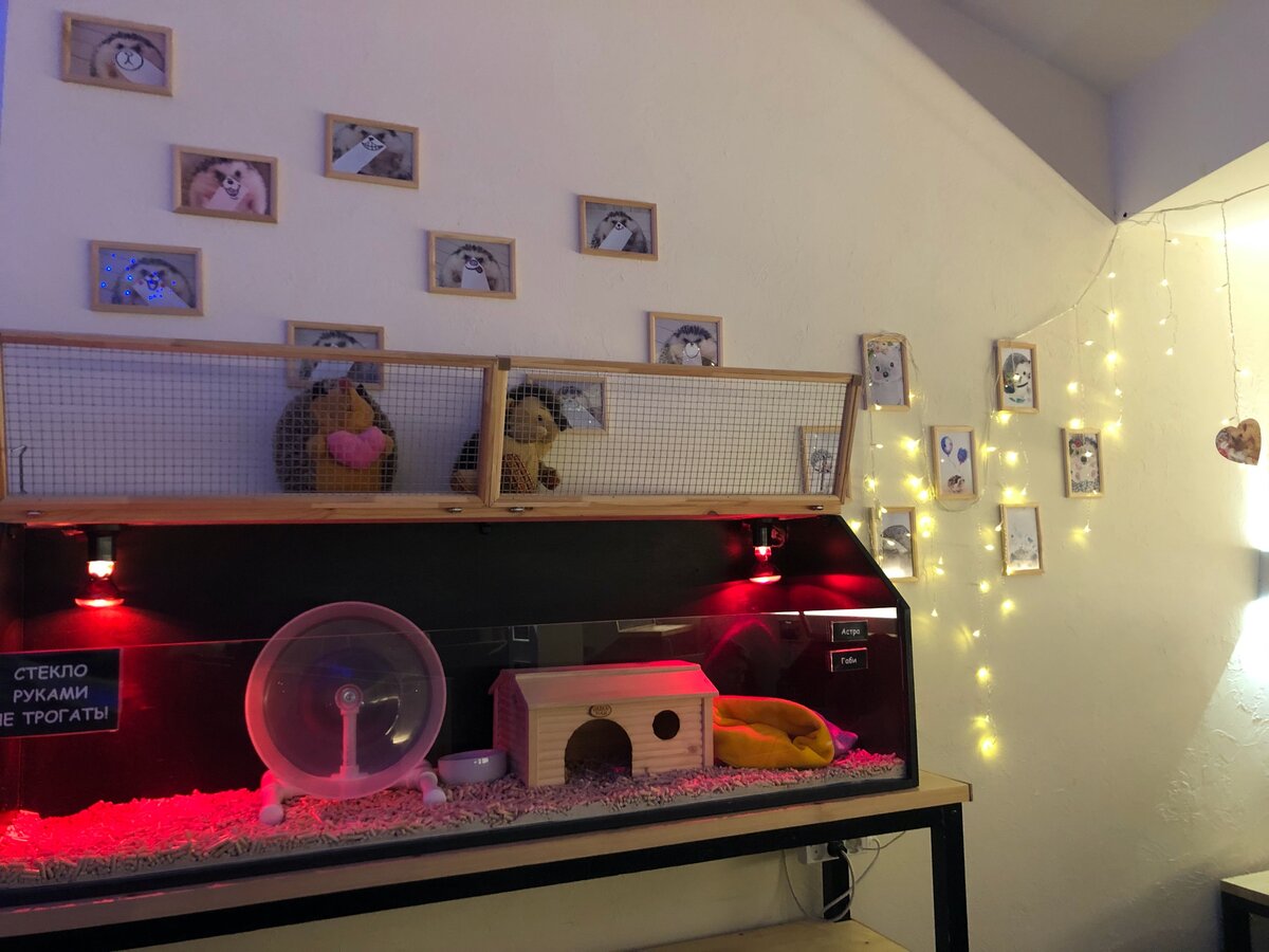 Уют и пример бокса, в котором живет ежик