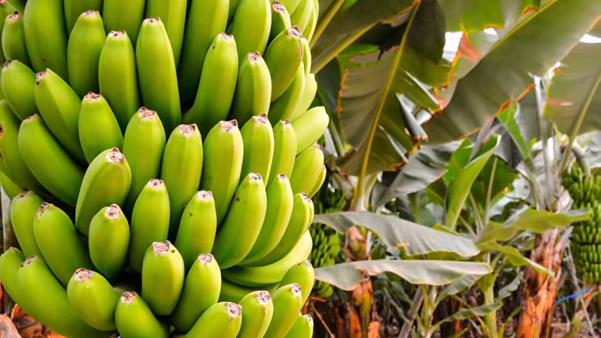 #бананы польза 