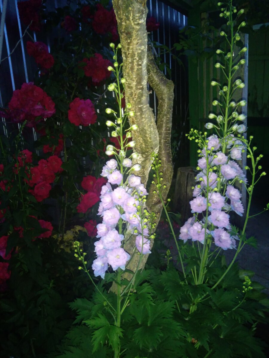 Дельфиниум на моей даче.   Фото автора канала  "Дачный рай"  