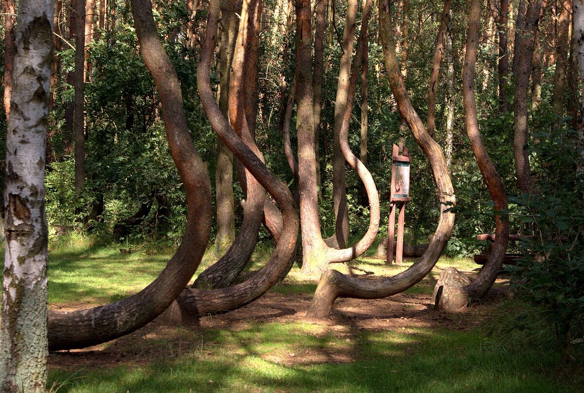 В причудливую 3. Кривой лес (Crooked Forest) Польша. Лес Хойя-бачу Румыния. Куршская коса деревья кривые. Криволесье в Польше.