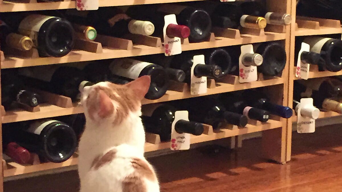 Как хранить вино. Винная полка и кот