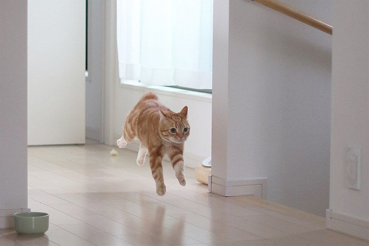 кошка размазывает стул по полу