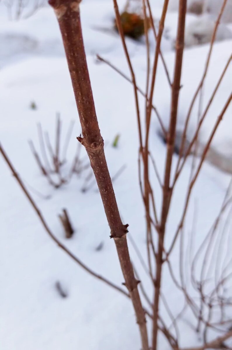 Гортензия готова к обрезке