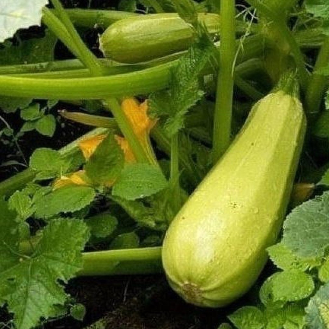 сорта редиса. сожгла огурцы в теплице. редис ранний урожай. задача на изменение агрегатных состояний вещества. ускорить рост огурцов в теплице.