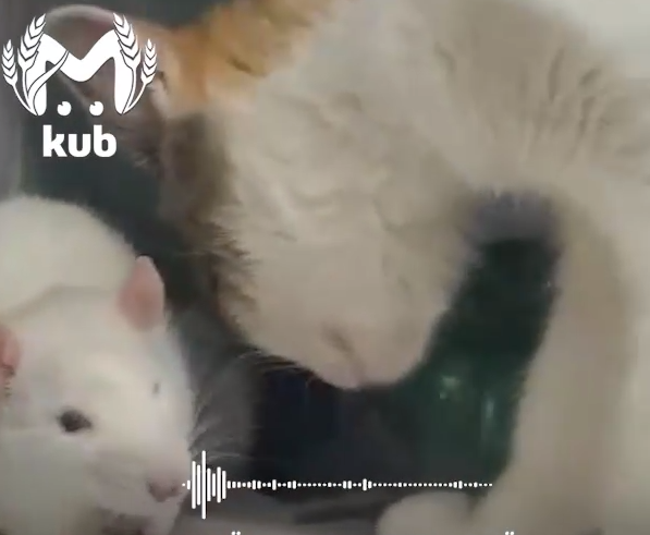 Крис и Крейзи обрели любящую семью