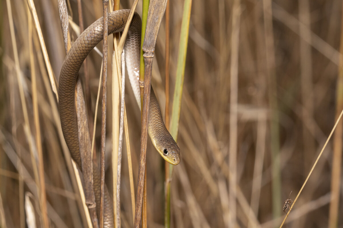 Чешуеног неукрашенная дельма (Delma inornata) из Австралии.
Фото: isaacclarey, Inaturalist