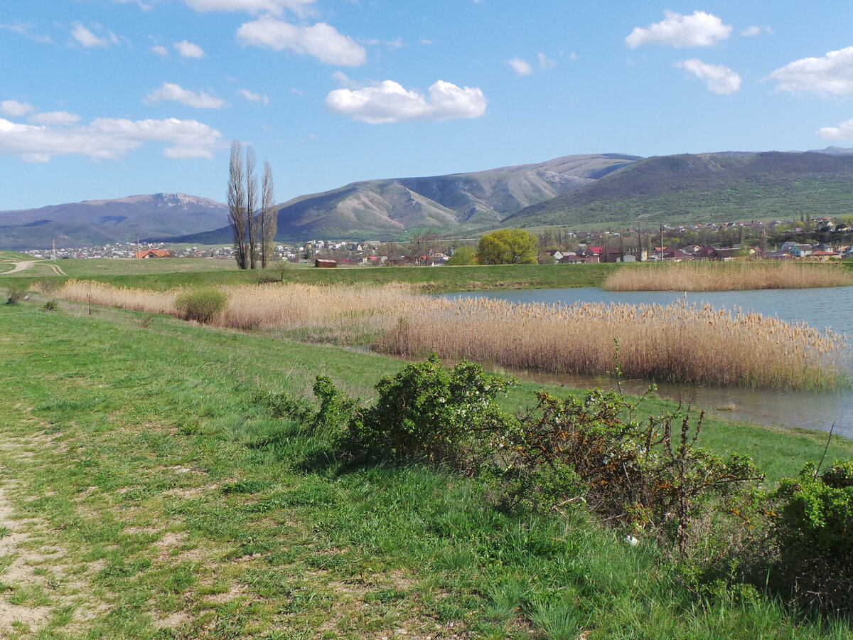 Озерный камыш в Крыму
