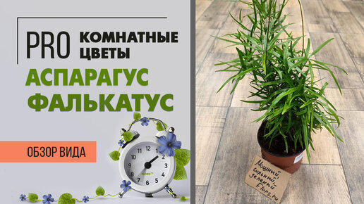 Аспарагус Фалькатус или серповидный аспарагус | Как ухаживать за этим пышным красавчиком