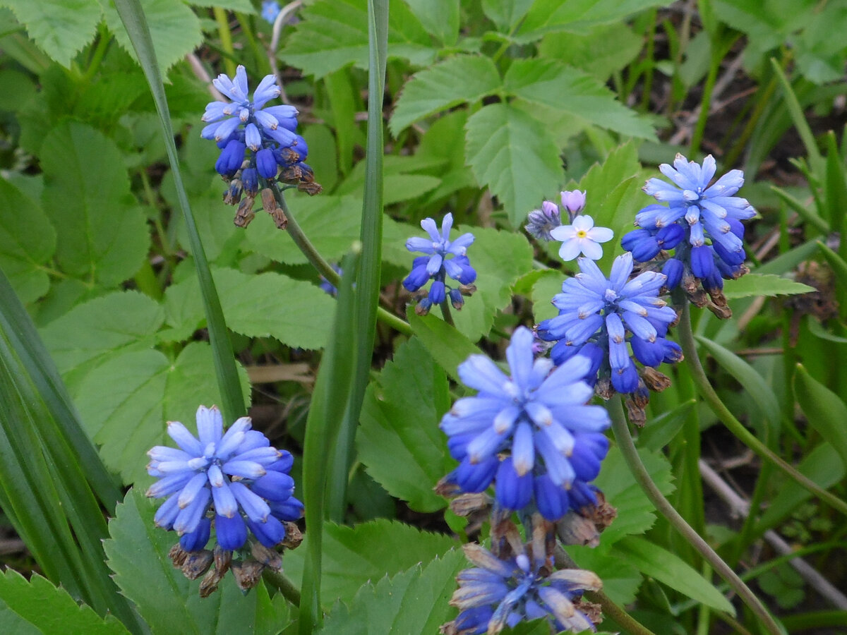 Мускари уже отцветают... 