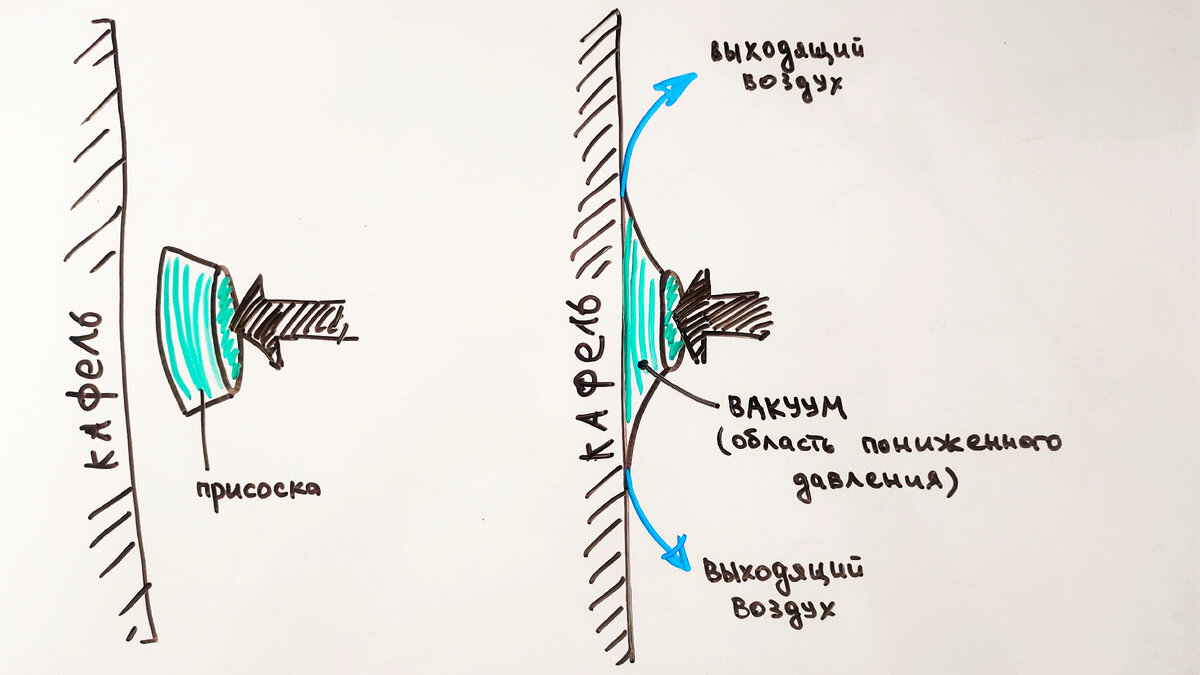 Izlash член на присоске