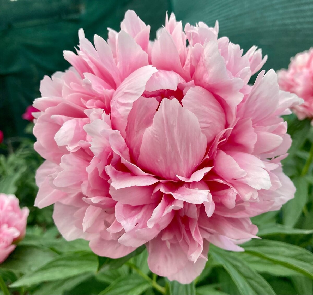 Bess Bockstoce (Bockstoce, W.S. , 1955 год ) , фото Игоря Степанова , https://ogarden.ru/