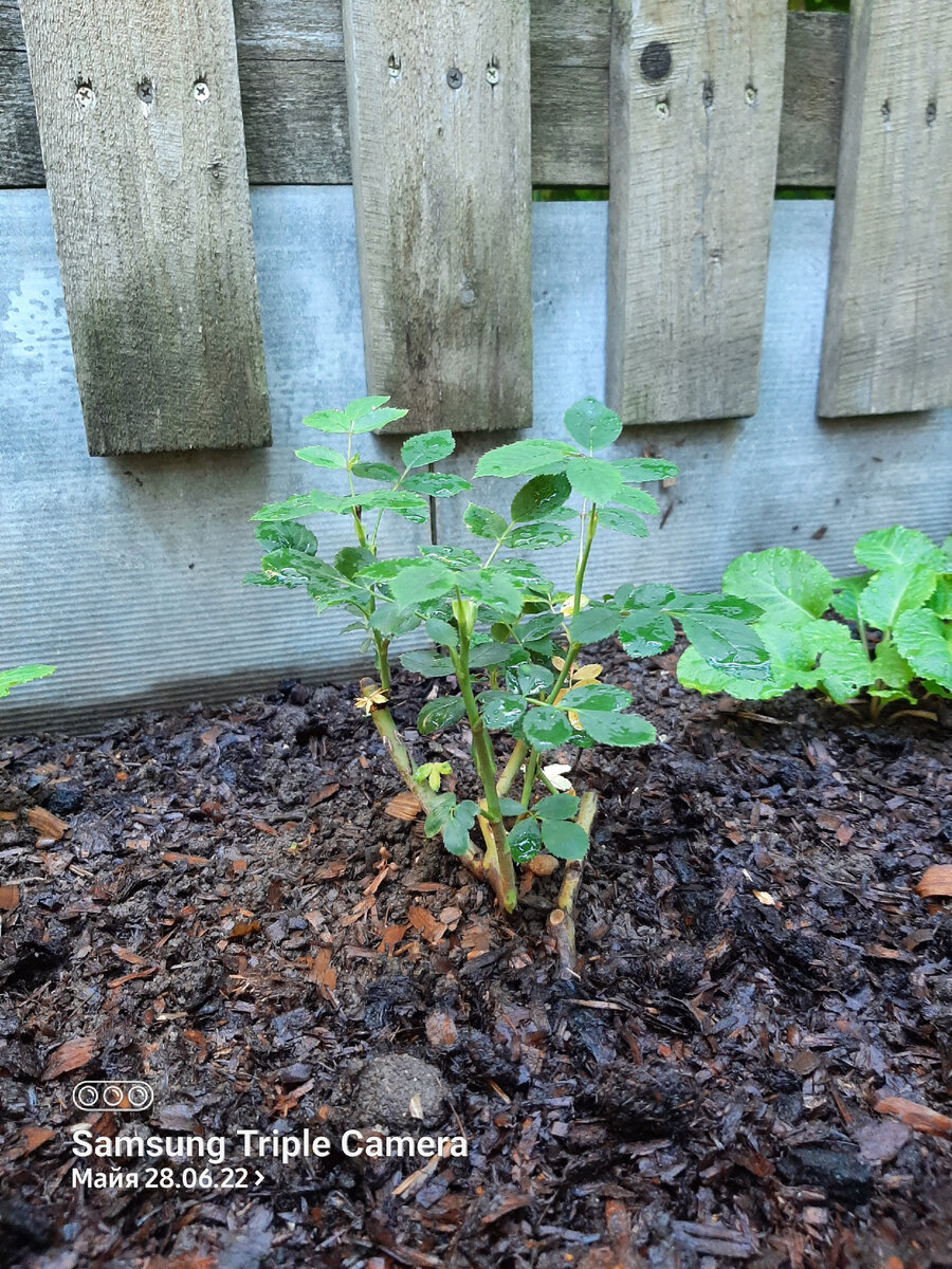 Леди оф Шалот