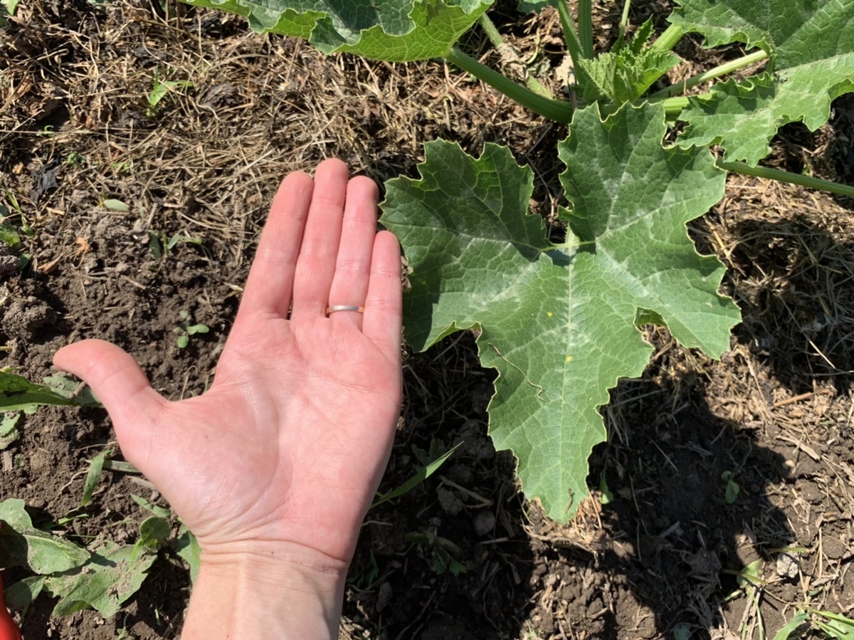 Листья кабачка увеличиваются в размере. Это не может не радовать. 