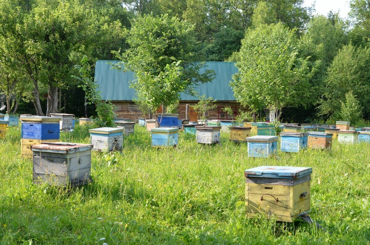 Пчелы улей на участке. Улей на пасеке. Пасека в Башкирии. Улья в саду. Пасека в деревне.