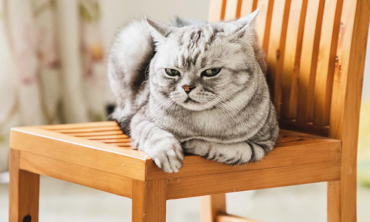 Чем помочь питомцу: кошка рвет белой пеной | Wday.ru | Дзен