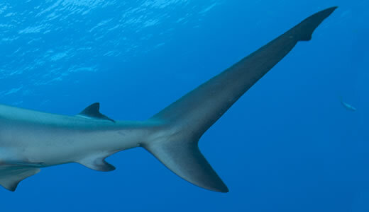 Хвостики наше все