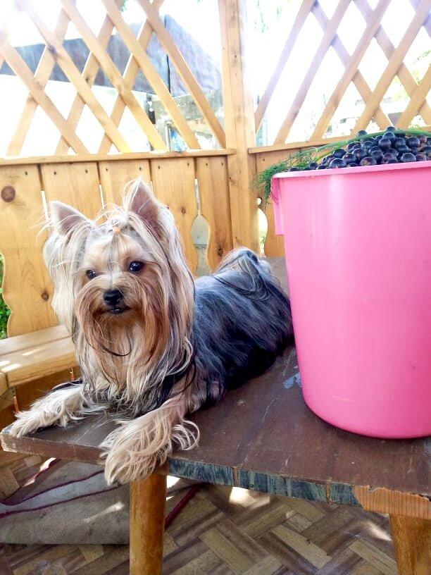 Помогала ягоду собирать ) 