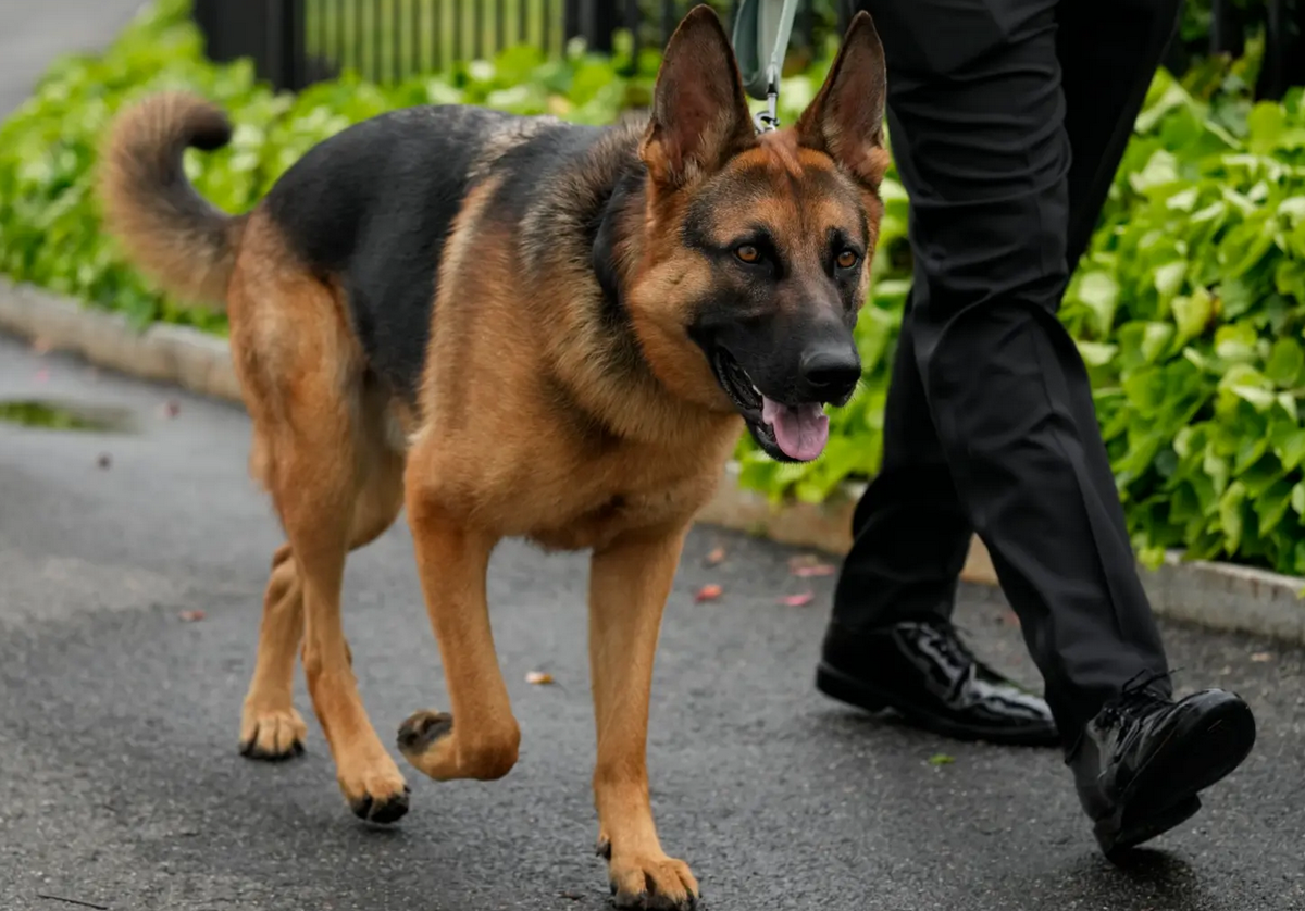 Бельгийская овчарка дрессура. Доберман окд. Первая леди сша 2022. Собака джо байдена овчарка. Собака командует.