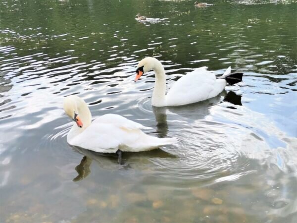    Фото: Никита Чудин. UG.RU