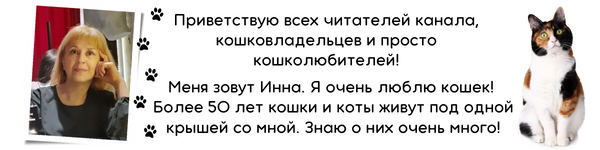 Уход за кошкой после стерилизации