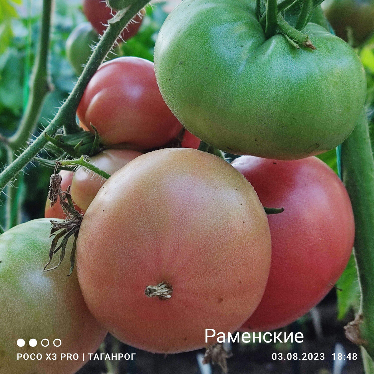 Томатная усадебка синньорки помидорки.