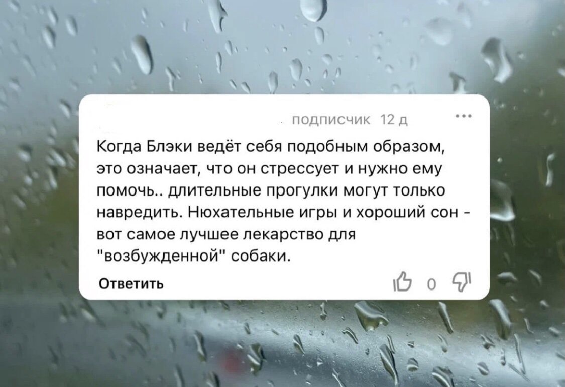 Сокращать ли прогулки холеричной собаке и почему неуместно заменять их  развивашками? | 8 лап 4 уха | блог собачника | Дзен