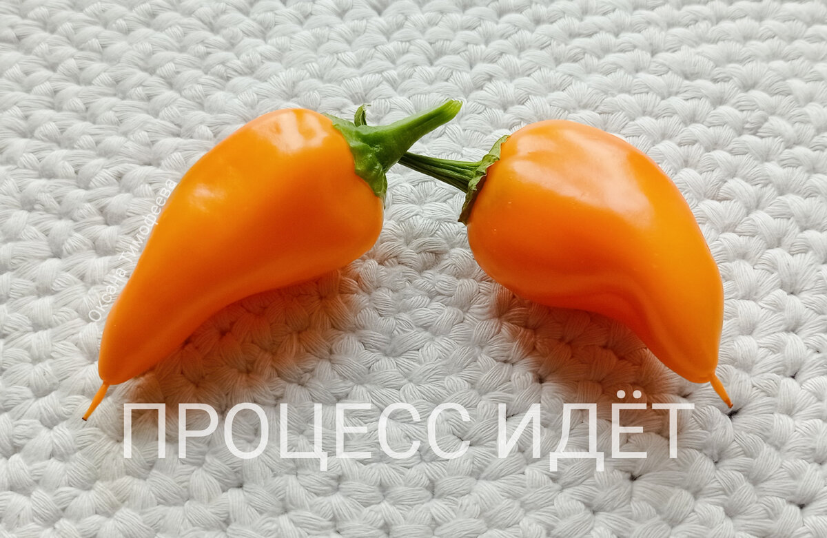 Урожай на подоконнике