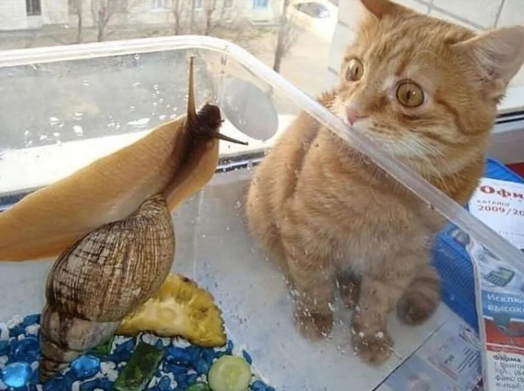 Кот приход. Кот юмор. Кот и рыбка. Смешные животные с подписями. Кот с рыбой.