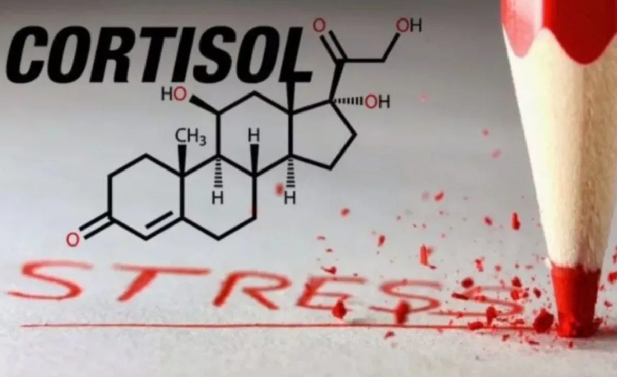 Адреналин и кортизол. Кортизол гормон стресса. Кортизол от сладкого. Напиток с кортизолом. Кофеин и кортизол.
