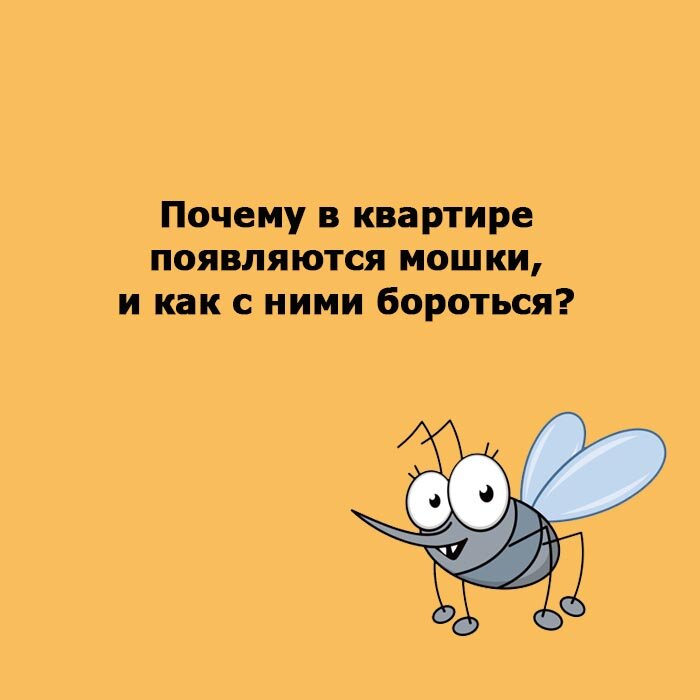 От чего появляются мошки