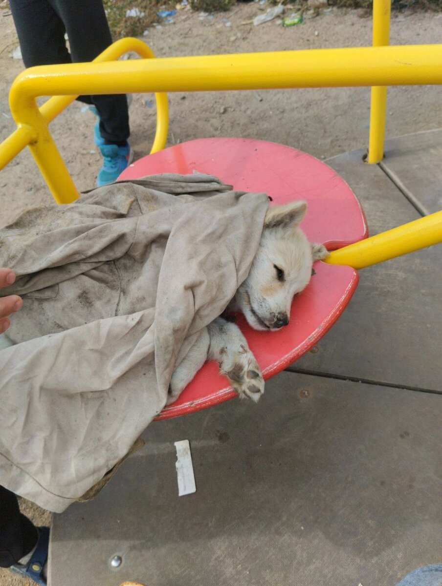 Покусанный щенок