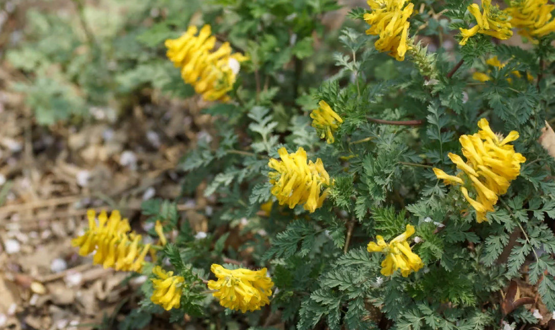 Сибирский желтый. Хохлатки lutea. Хохлатка Лютея. Хохлатка жёлтая. Corydalis lutea.