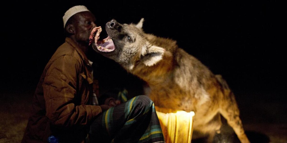 Юсеф, в Хараре, Эфиопия, имеет тесное взаимодействие с дикими гиенами - приглашая их в свой дом и кормя их вручную ( Fredi Devas / BBC NHU 2016)