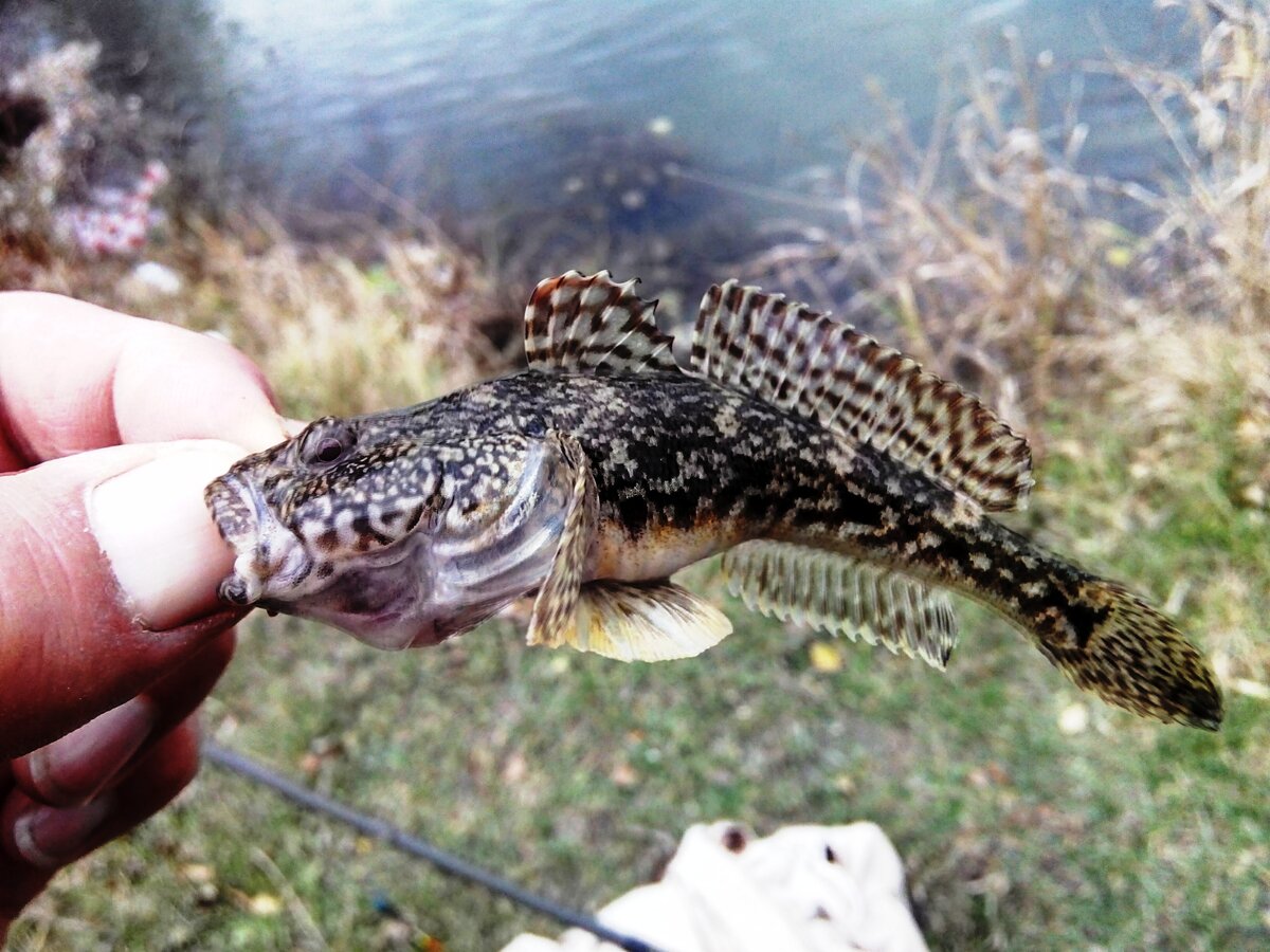 рыба бычок черного моря