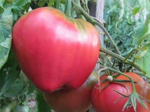 Яндекс.Картинки