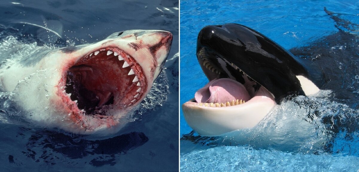 Кто опаснее акула аллигатор или кит