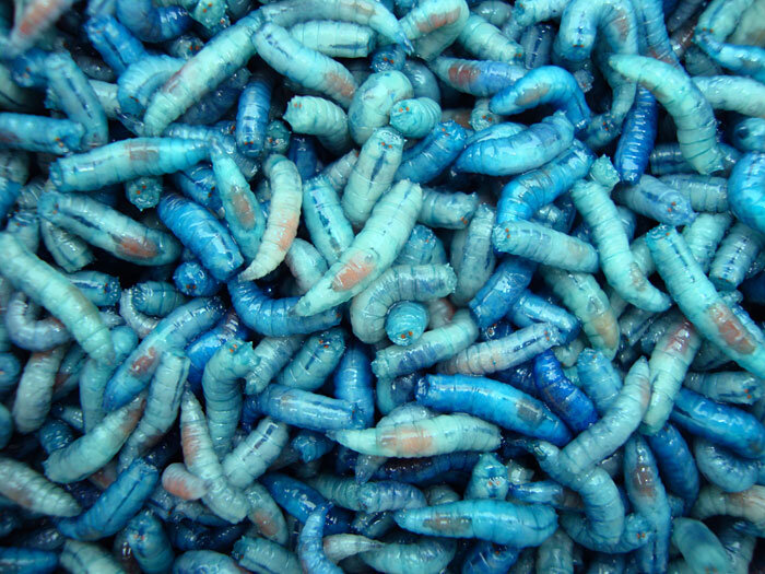 Синих червяков. Синие черви для рыбалки.
