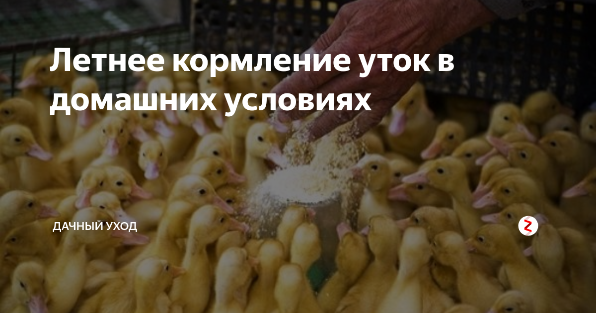 Как ухаживать за утятами в домашних условиях в первый месяц жизни 🦆 | Курочка | Дзен