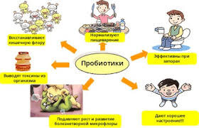 Бактерии окружают нас повсюду, они первыми заселили нашу планету, именно благодаря бактериям возможны жизненно важные процессы не только на Земле, но и в организме человека. Всего известно около 10 тысяч видов микроорганизмов, большинство из них вредны для человека. Однако есть и такие, без которых человеку не обойтись. Они населяют наш кишечник и способствуют перевариванию пищи, усвоению и выработке  полезных веществ и витаминов, а также участвуют в формировании естественного иммунитета человека. Вот почему антибиотики, убивающие как вредные, так и полезные бактерии, назначаются только в тех случаях, когда без них невозможно вылечиться.