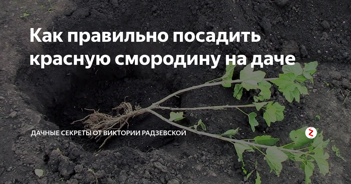 Можно сажать лук на красную горку. Как посадить красную смородину. Сажаем красную смородину весной правильно. Посадить красную смородину весной. Промышленные посадки смородины.